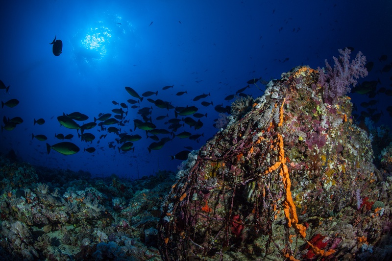 Sunburst breaks through the surface above the reef, fish silhouettes drifting in the light rays.