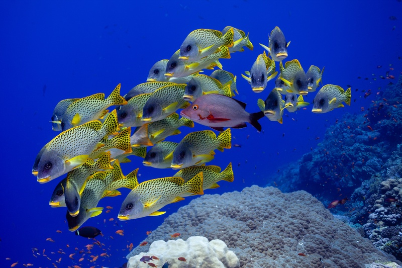 School of yellow-spotted sweetlips sweeps over a Sudan reef packed with coral color.