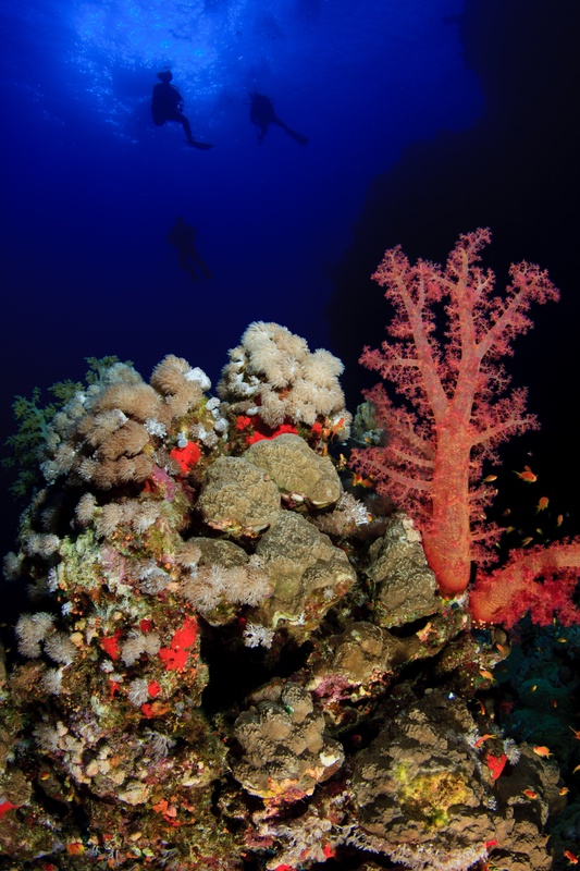Pink soft corals crown a reef top, two divers hanging overhead against the bright surface.