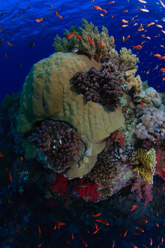 Yellow hard corals and soft corals layer the reef wall while anthias pulse around them.