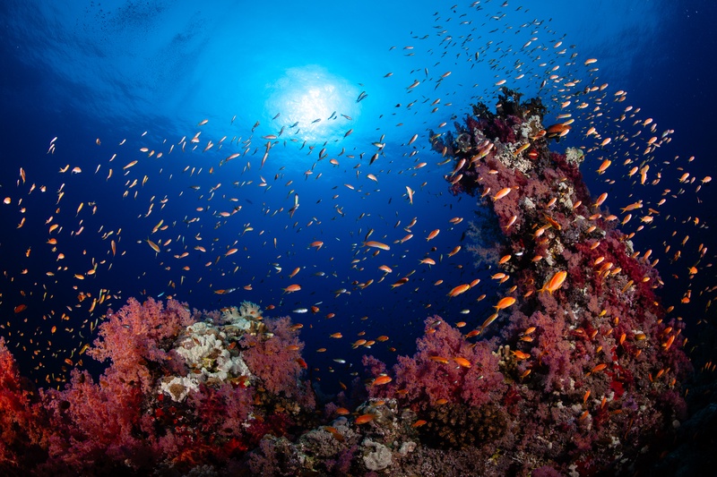 Soft corals on a steep Sudan wall, anthias spilling off the edge into open water.