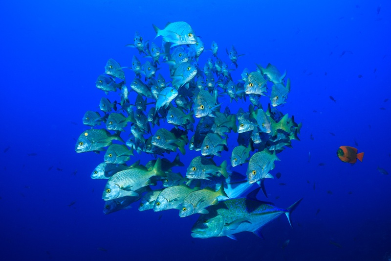 Blue-and-gold snapper packed into a tight bait ball in blue water, a lone jack circling nearby.