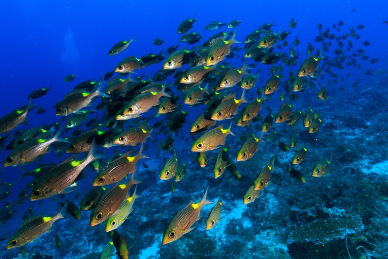 School of snapper twists above the Tubbataha reef, compressing into a tight silver cloud.