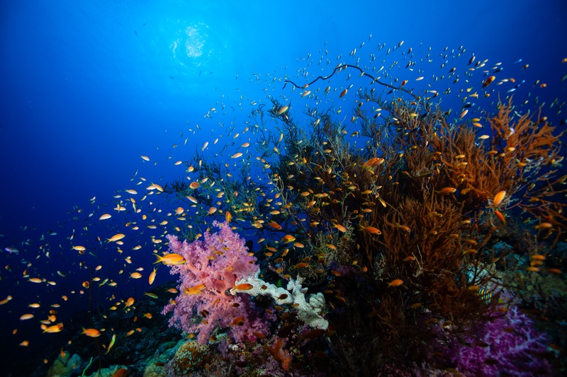 Anthias swarm over pink soft corals and black coral bushes on a Red Sea reef.