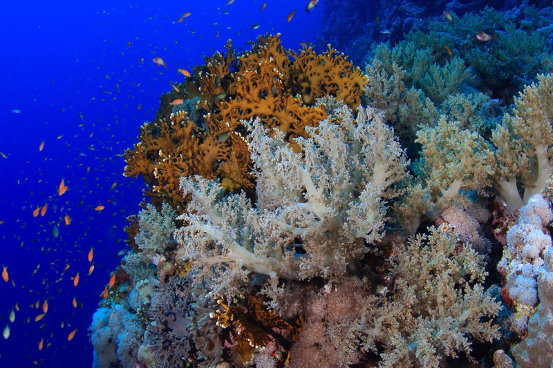 Golden fire coral and pale soft corals build a layered reef garden as anthias hover above.