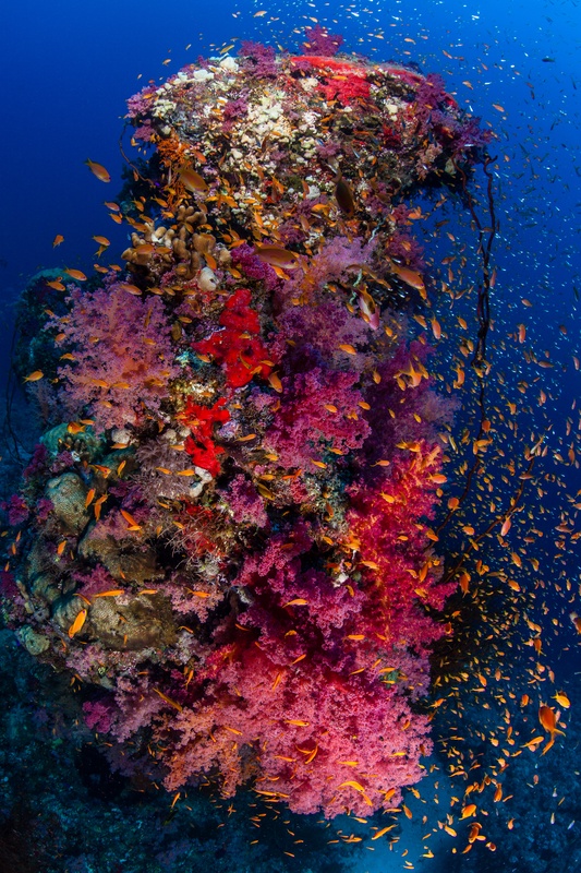 Orange anthias hover over red dendronephthya soft corals, bright against the Sudan blue.