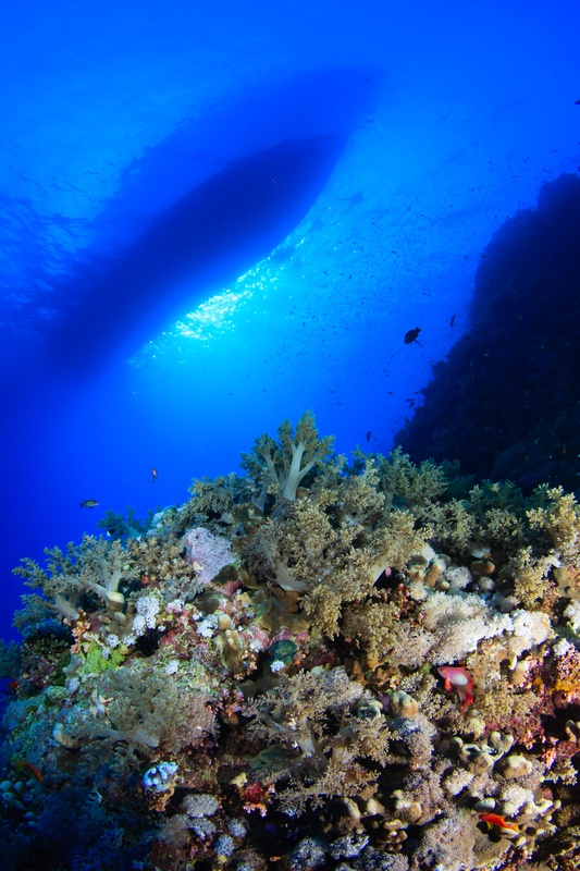 Soft corals cloak a Marsa Alam reef wall, fading upward into the bright blue surface.