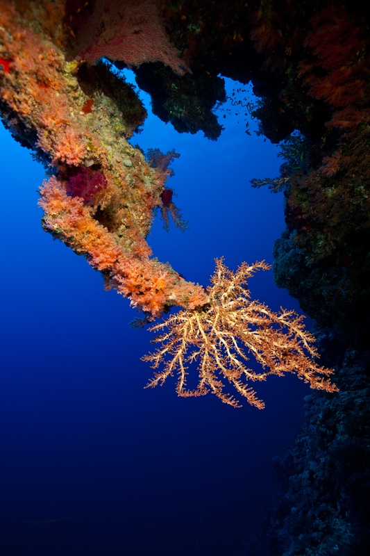 Golden soft coral hangs from a reef overhang, polyps extended into the blue at Brothers.
