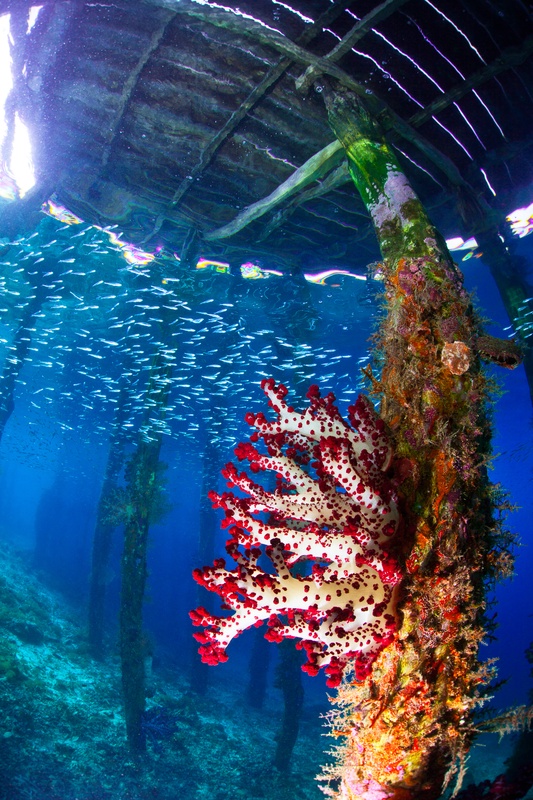Red and white dendronephthya growing on a wooden jetty piling, a dense school of silversides swirling above against the surface light.
