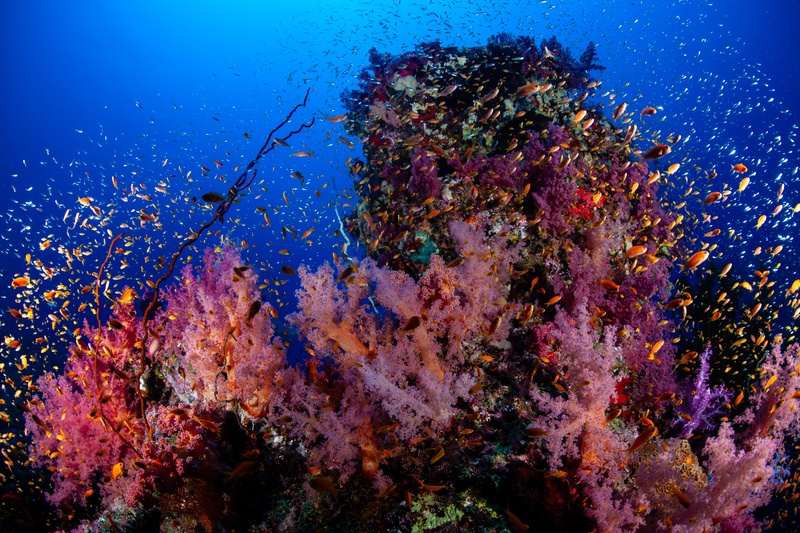 Anthias and glassfish whirl around soft corals and an old chain on this Sudan reef slope.