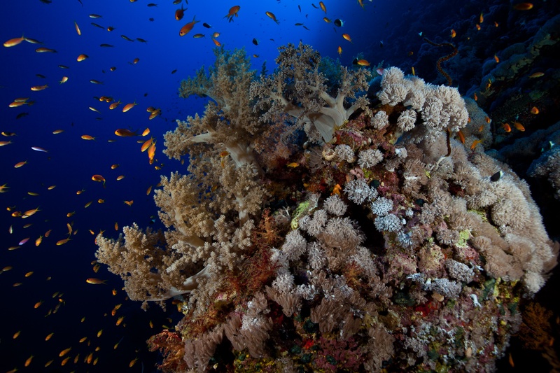 Soft-coral pinnacle lifting from the reef, anthias streaming around it against deep blue.