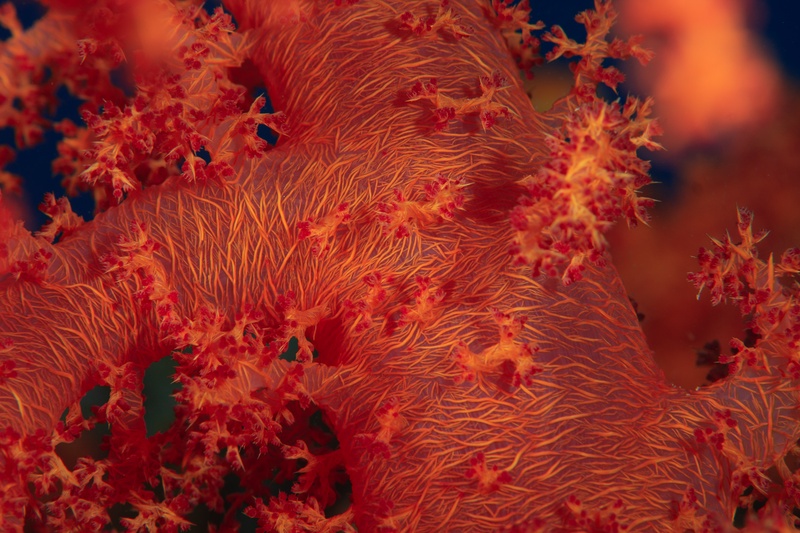 Orange-red soft coral in macro detail, each polyp and spicule standing clear from the colony.