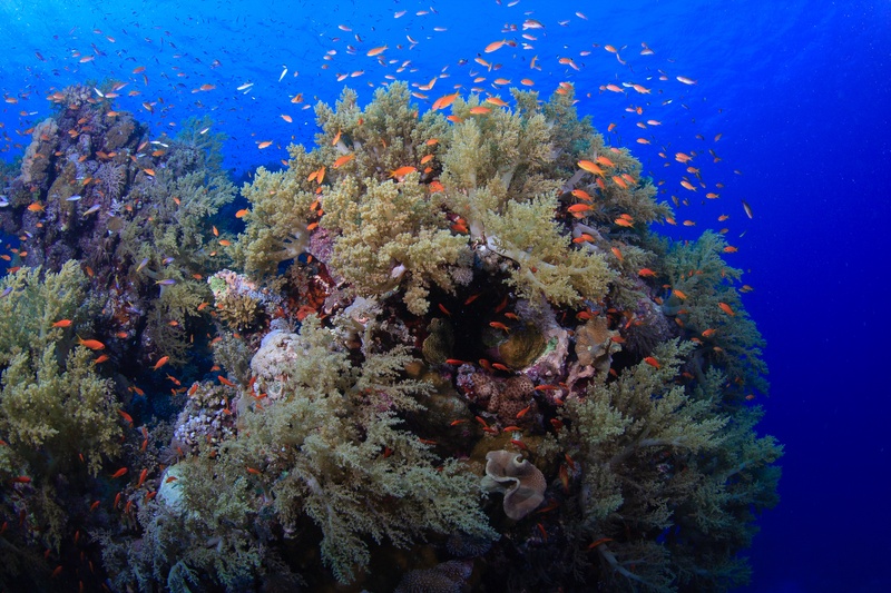 Golden soft corals cover the Brothers reef while anthias swarm against the blue.
