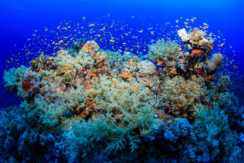 Hundreds of orange anthias pulse above a soft-coral reef, filling the water with motion.