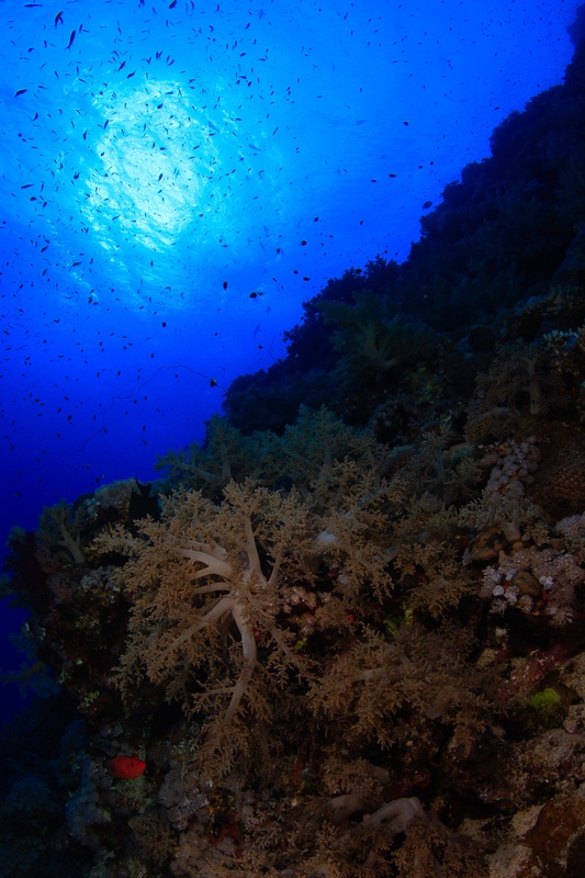 Golden soft corals climb the reef wall toward a sunburst, small fish scattered across the frame.