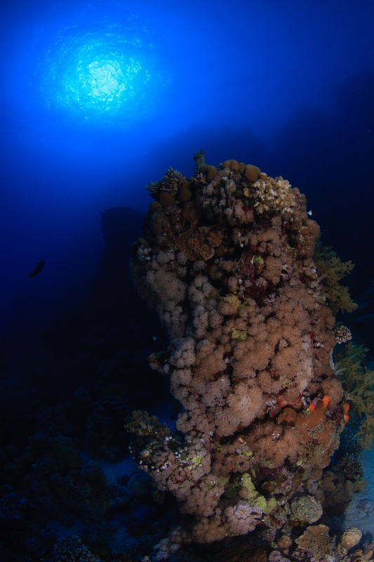 Soft-coral tower reaches toward a sunball, tiny anthias scattered around the reef pinnacle.