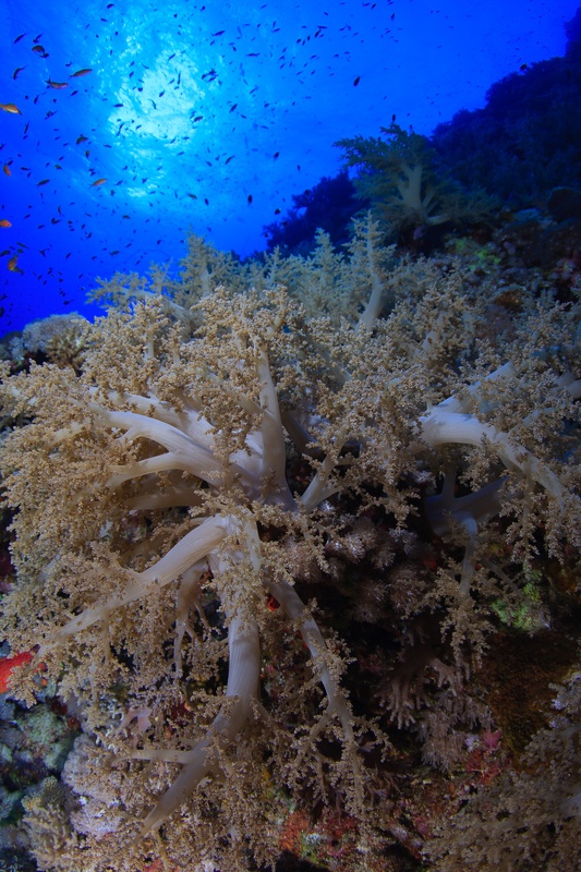 Pale soft coral tree rising from the reef, anthias flickering above it in the current.