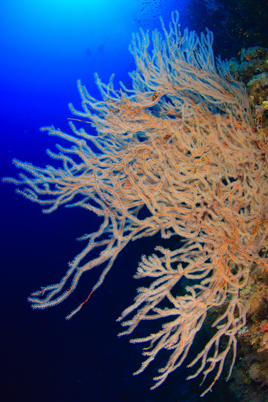 Branching soft coral cascades from the reef wall into deep blue, orange polyps extended to feed in the current.