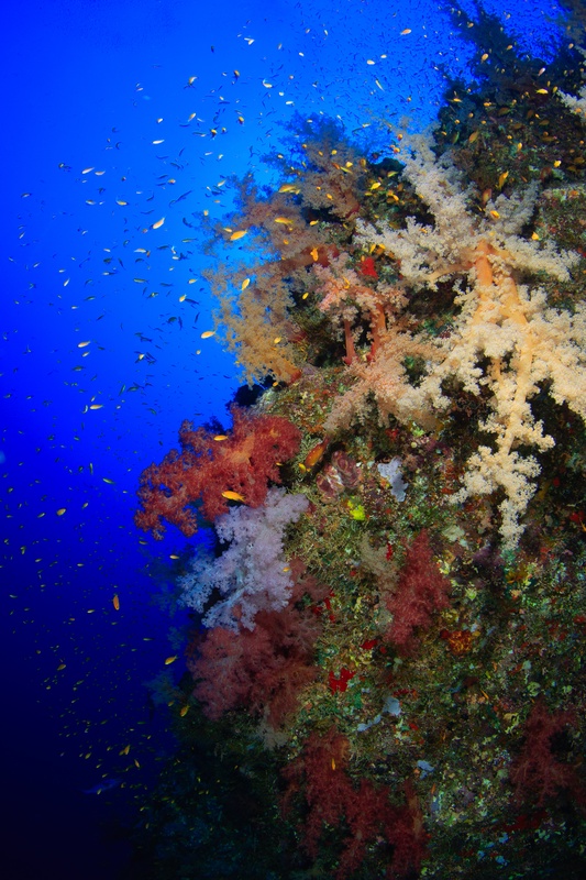 Anthias crowd a reef wall layered with pink, white, and orange soft corals.