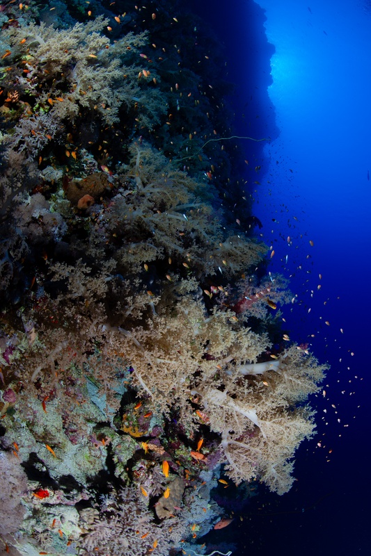 Soft-coral wall in Sudan alive with orange anthias weaving through pale branches.