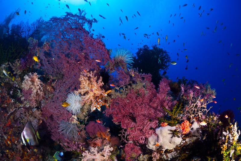 Dense pink and magenta soft corals blanketing a wall, crinoids perched on the edges, anthias and butterflyfish weaving through.