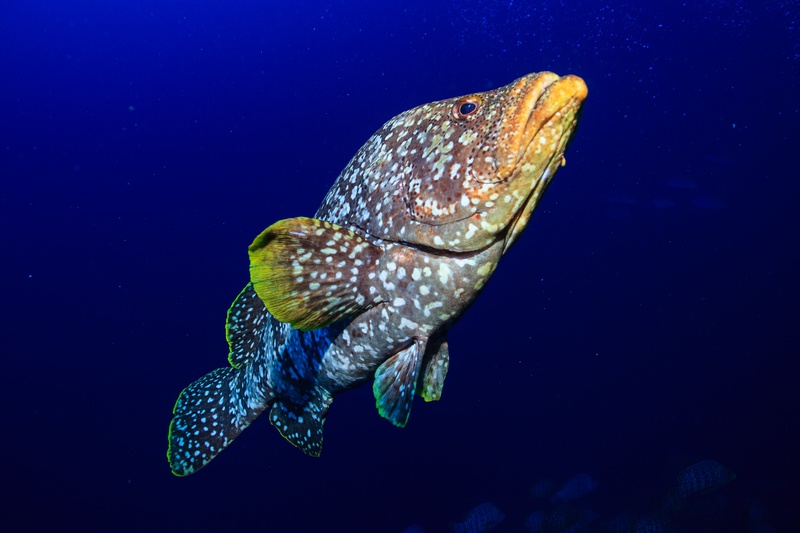 White-spotted grouper hovering head-on in Malpelo blue water, mottled body fading into the background.