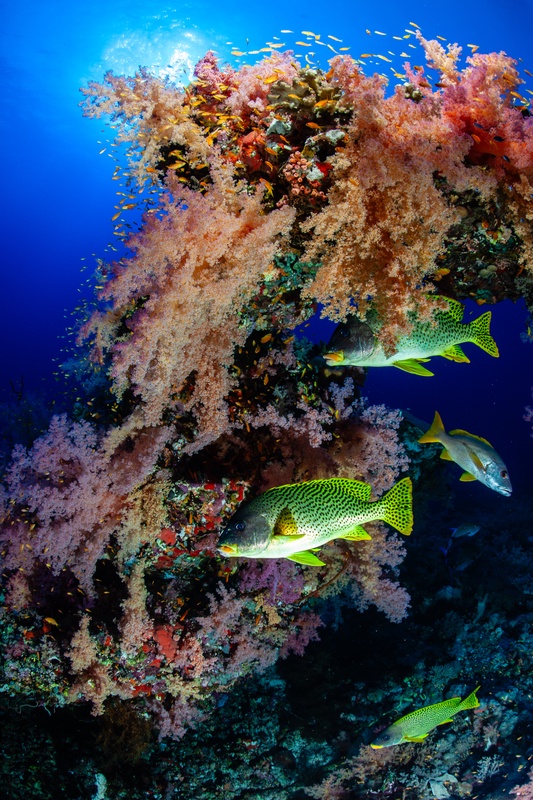 Blackspotted sweetlips weave through pink soft corals as orange anthias hover behind them.