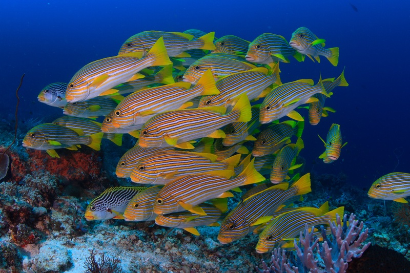 Ribbon sweetlips school tightly above the Komodo reef, yellow stripes rippling in formation.