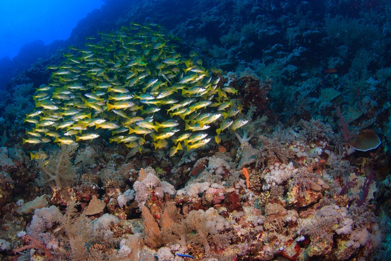 Yellow snappers sweep over a coral reef layered with soft corals and sponges.