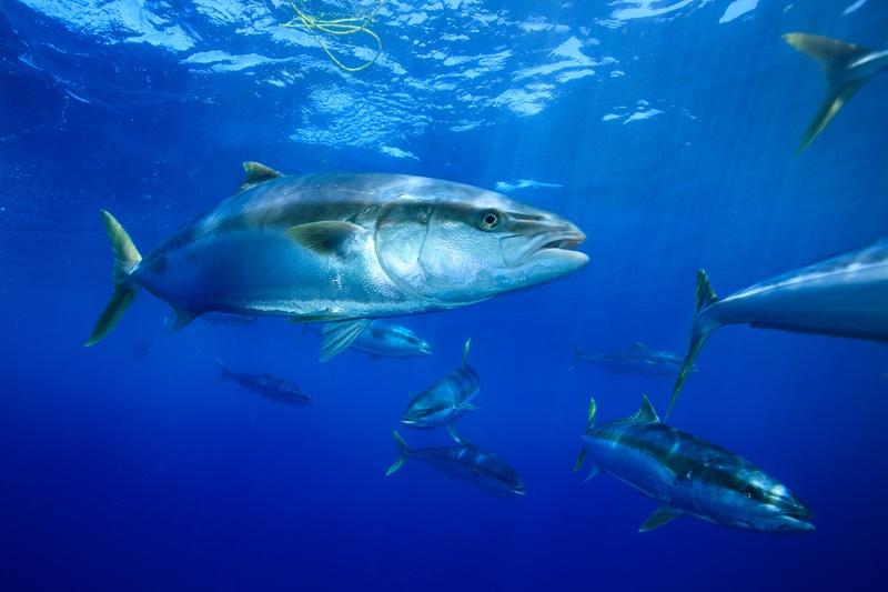 Yellowfin tuna surge just below the surface off Guadalupe, torpedo bodies cutting sunlit blue.