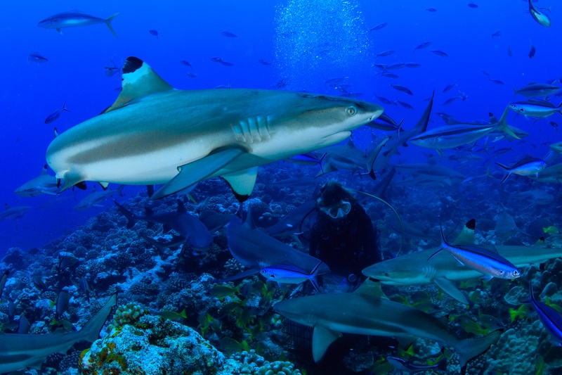 Blacktip reef shark sweeps over the reef while a diver hovers among fusiliers and more sharks.
