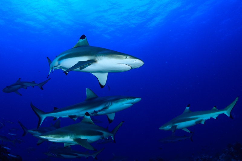Blacktip reef sharks travel as a loose pack near the Tahiti surface, fins cutting the blue.