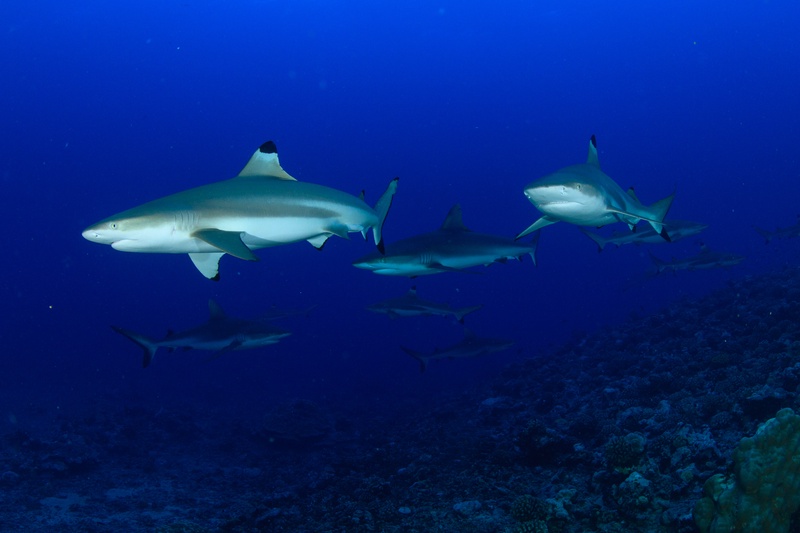 Blacktip reef sharks patrol at different depths, their dark dorsal tips sharp against blue water.