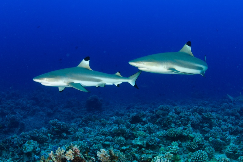 Pair of blacktip reef sharks cruising side by side above the coral reef in Moorea.