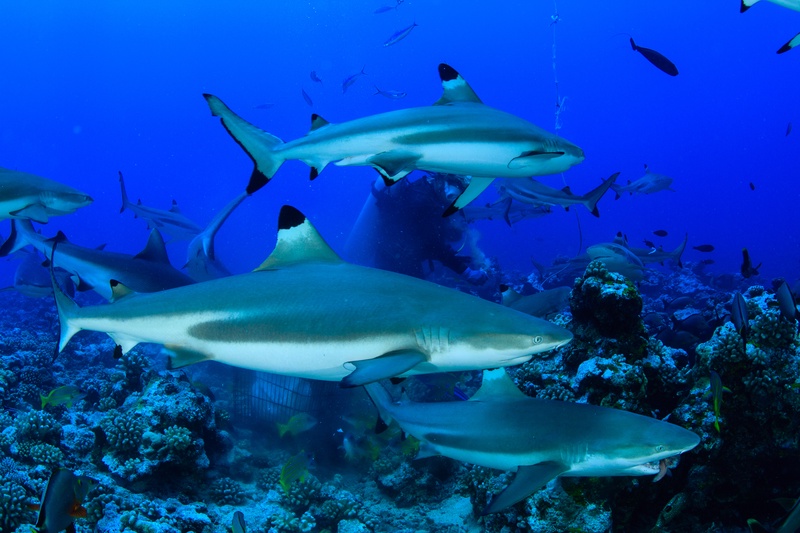 Blacktip reef sharks patrol above the coral garden, a diver lingering in the background.