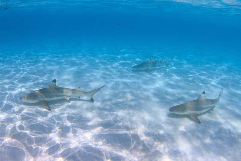 Three blacktip reef sharks glide over white sand in Moorea's clear turquoise shallows.