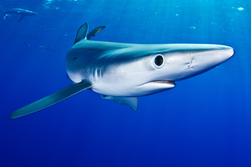 Blue shark close-up with a dark eye, pointed snout, and indigo water falling away behind it.