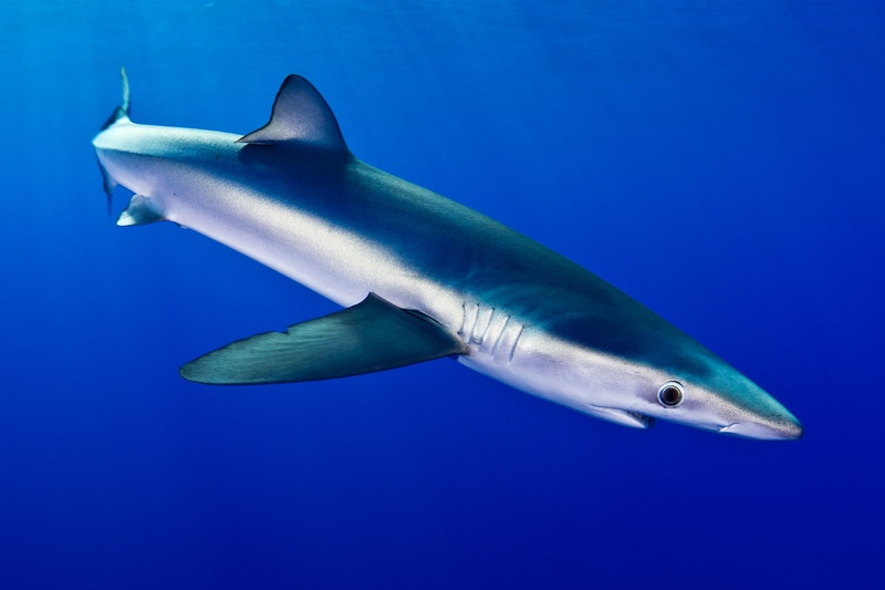 Blue shark slices diagonally through open water, slim body and long pectoral fin fully lit.