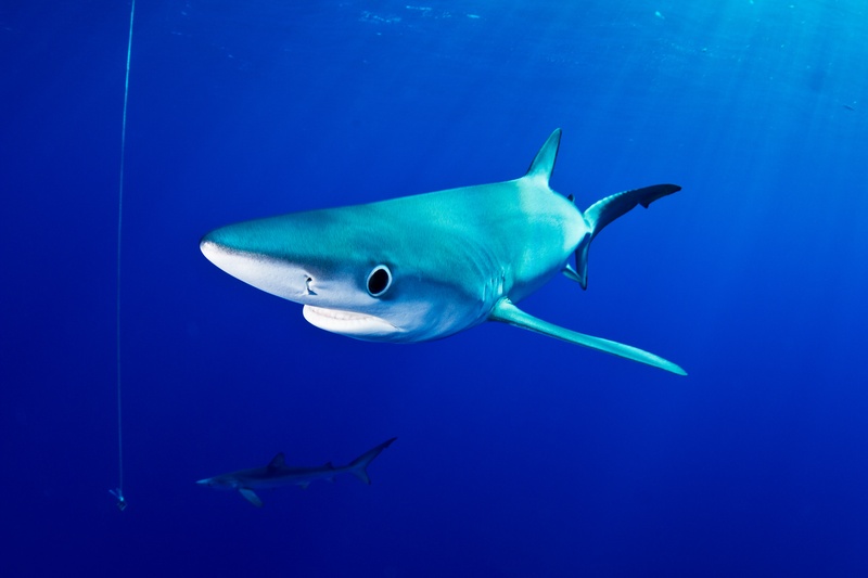 Blue shark approaches head-on through Azores blue, with a second shark trailing below.