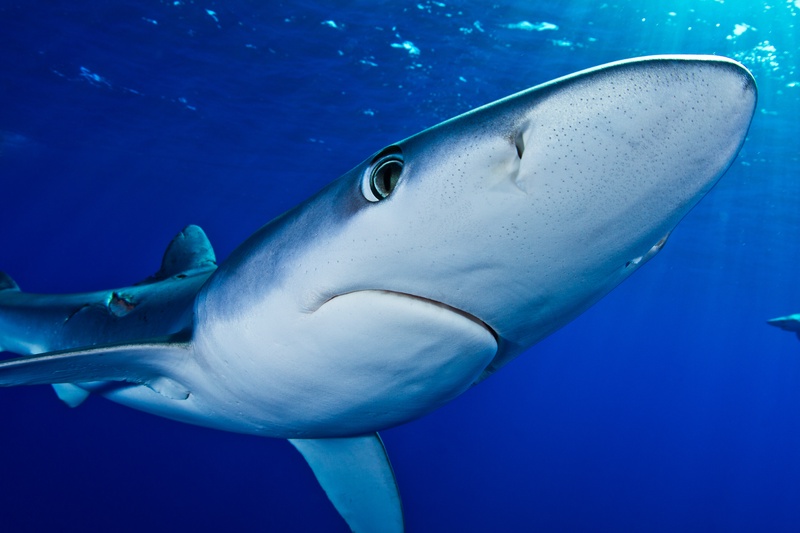 Blue shark close-up from below, with snout, eye, and one pectoral fin lit by the sun above.