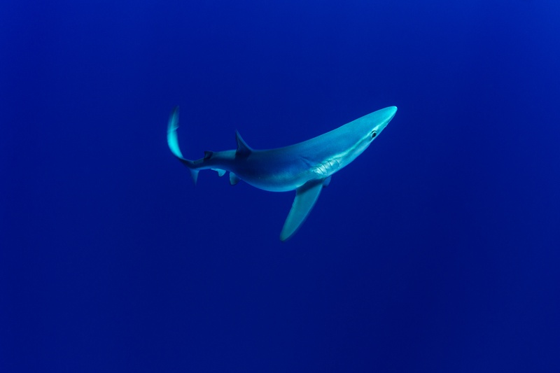 Blue shark cuts through Faial's open water, slender body and long pectoral fins fully stretched.