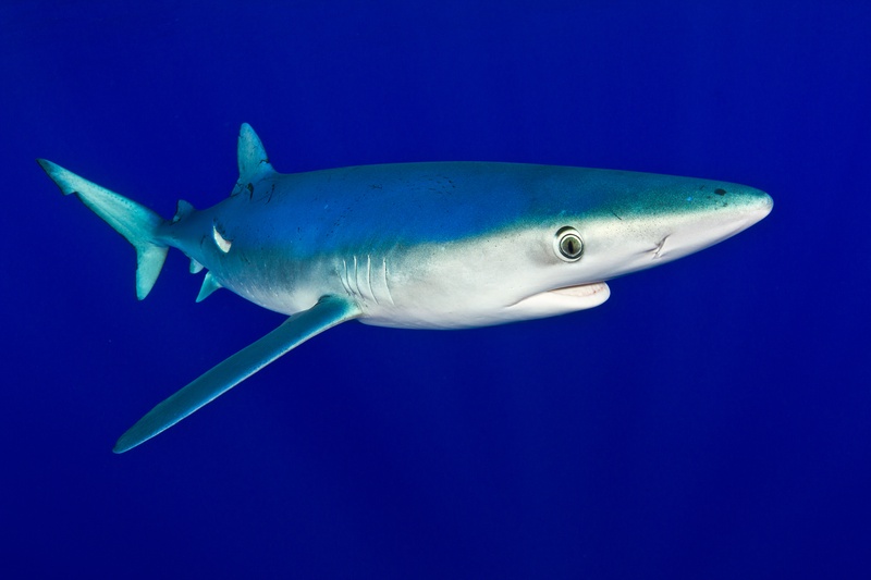 Blue shark in clean profile, long pectoral fins and large eye sharp against deep Atlantic blue.
