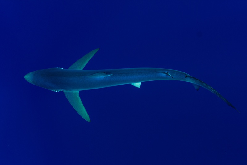 Blue shark glides through open water off Faial, slim body lit by sunlight from above.