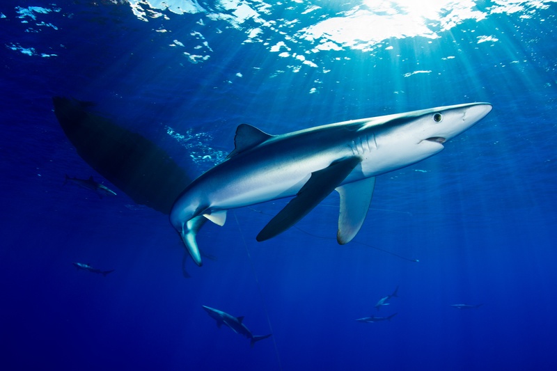 Blue shark cuts beneath sunbeams off Faial, with more sharks ghosting through the background.