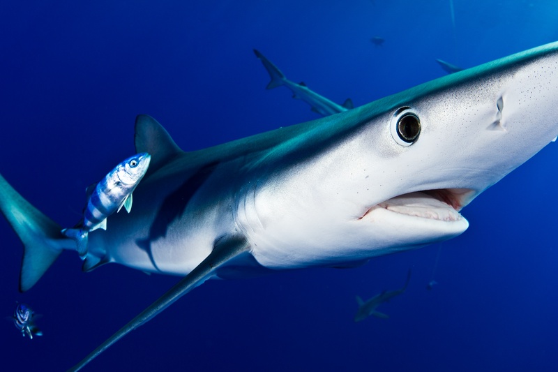 Blue shark close-up with a pilot fish at its cheek, mouth parted and eye fixed forward.