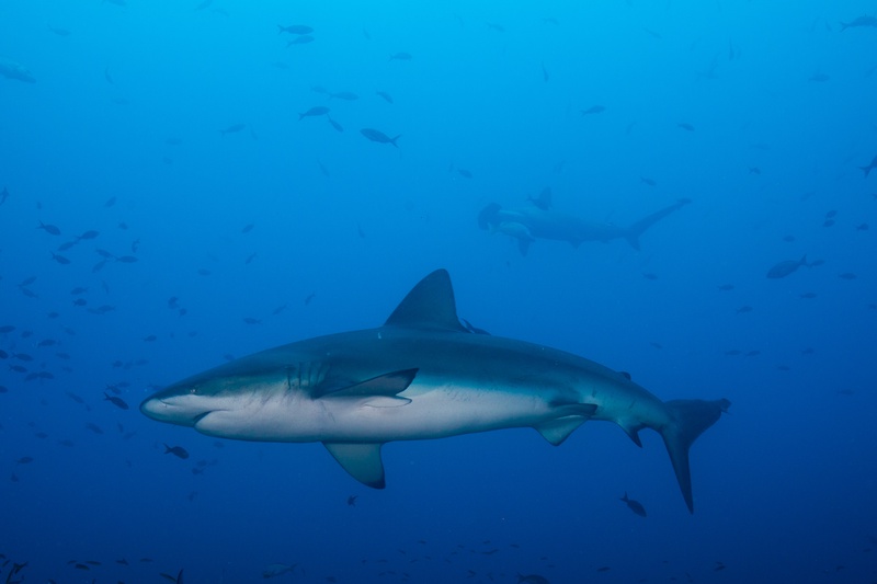 Galapagos shark cutting through open water, scattered fish schools trailing behind.