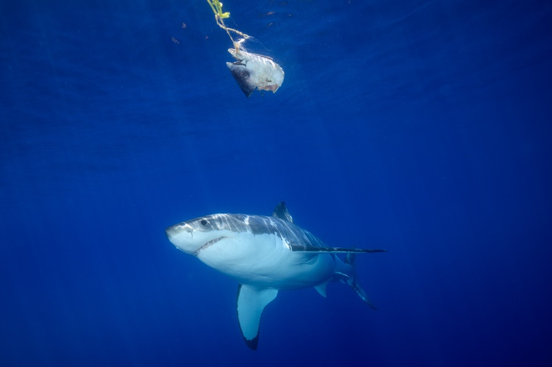 Great white shark rising toward a hanging bait fish in Guadalupe's clear blue water.