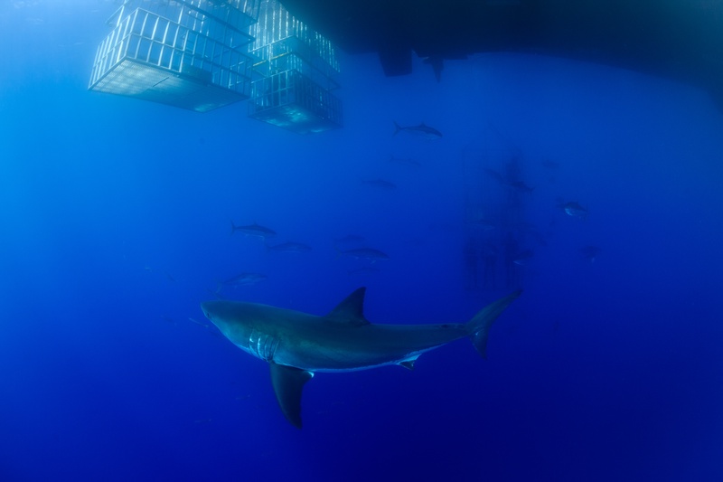 Great white shark passing below the dive cage in Guadalupe, white belly bright against deep water.