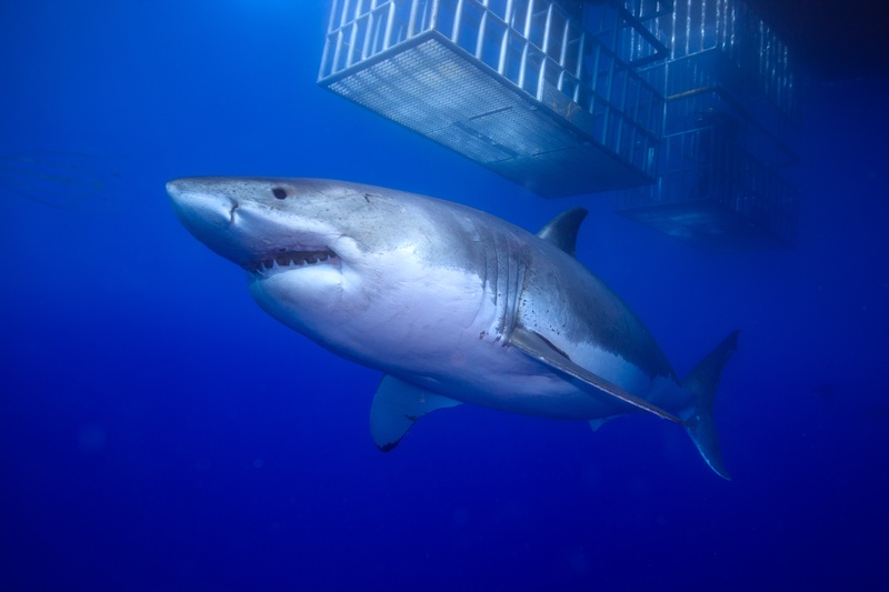 Great white shark passing beneath a dive cage, seen from below with sunlight washing the surface.