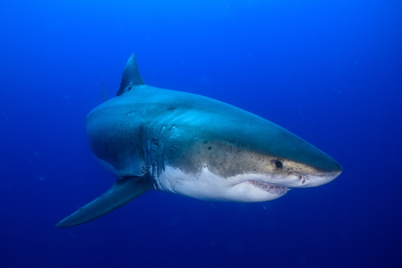 Great white shark in close portrait, scarred snout and exposed teeth cutting through Guadalupe blue.